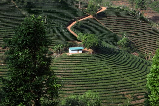 The landscape with tea plantations at the mountain village Of Mae Salong in the hilly landscape of Chiang Rai in Chiang Rai Province in northern Thailand in South East Asia.