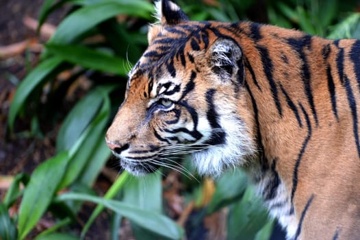 A close up shot of a Sumatran Tiger