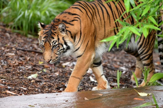 A close up shot of a Sumatran Tiger