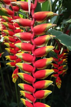 Eine Heliconie Blume im Bergdorf Mae Salong in der Huegellandschaft noerdlich von Chiang Rai in der Provinz Chiang Rai im Norden von Thailand in Suedostasien.