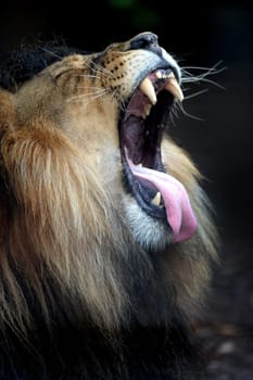 A close up shot of an African Lion