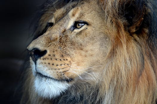 A close up shot of an African Lion