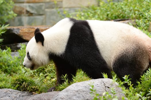A close up shot of a giant panda