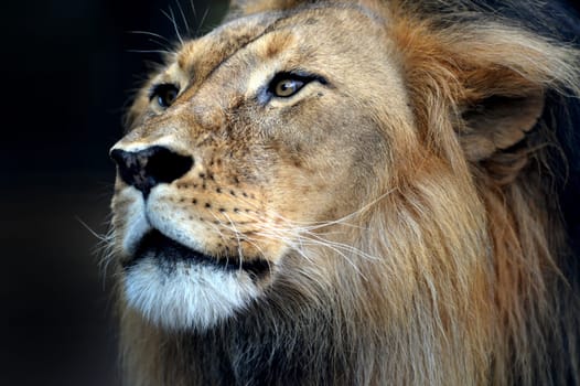 A close up shot of an African Lion