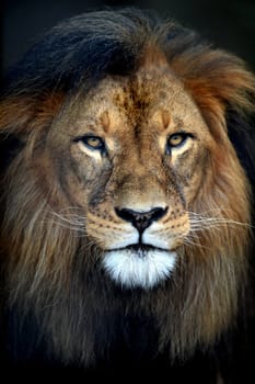 A close up shot of an African Lion