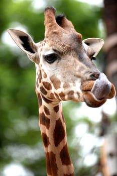A close up shot of a Giraffe