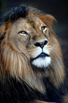 A close up shot of an African Lion