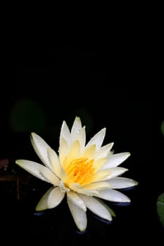 A close up shot of water lilies