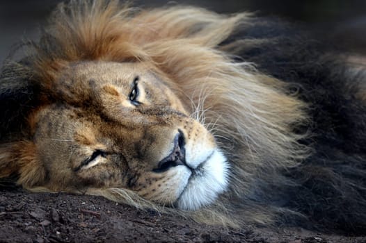 A close up shot of an African Lion