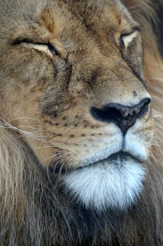 A close up shot of an African Lion