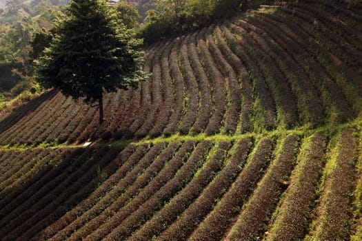 The landscape with tea plantations at the mountain village Of Mae Salong in the hilly landscape of Chiang Rai in Chiang Rai Province in northern Thailand in South East Asia.
