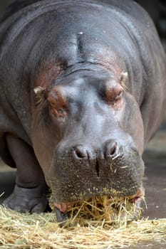 A close up shot of a hippopotamus