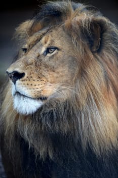A close up shot of an African Lion