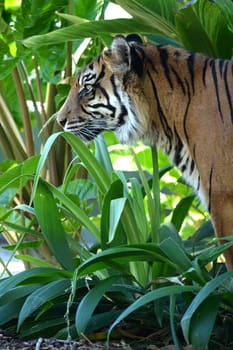A close up shot of a Sumatran Tiger