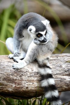 A close up shot of a Ring Tailer Lemur