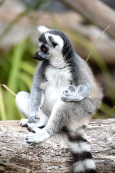 A close up shot of a Ring Tailer Lemur