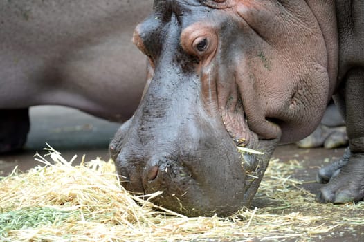 A close up shot of a hippopotamus