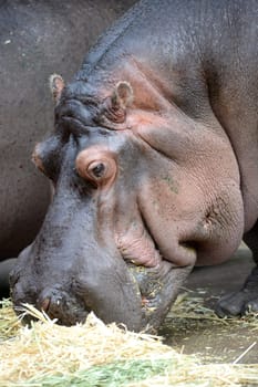 A close up shot of a hippopotamus