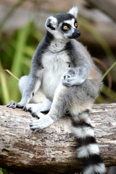 A close up shot of a Ring Tailer Lemur
