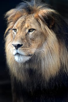 A close up shot of an African Lion