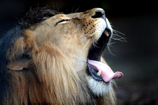 A close up shot of an African Lion