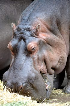 A close up shot of a hippopotamus