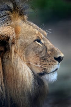 A close up shot of an African Lion