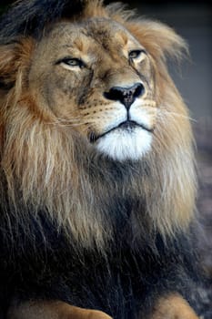 A close up shot of an African Lion