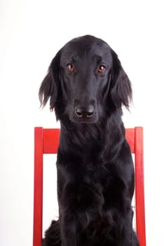 Huge Black Dog Sitting on a Red Chair, Isolated
