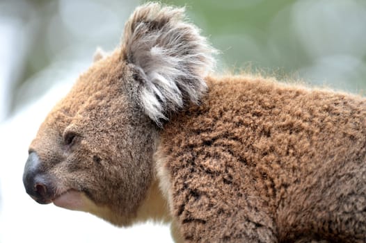 An Australian Koala in its natural habitat