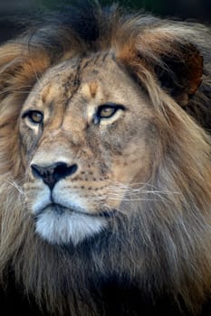 A close up shot of an African Lion