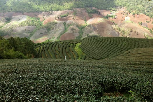The landscape with tea plantations at the mountain village Of Mae Salong in the hilly landscape of Chiang Rai in Chiang Rai Province in northern Thailand in South East Asia.