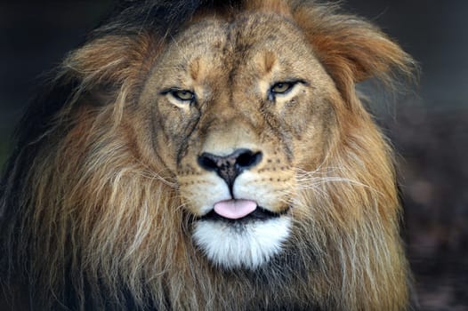 A close up shot of an African Lion