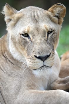A close up shot of an African Lion