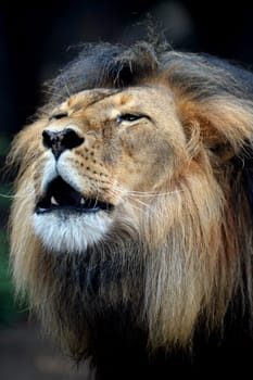 A close up shot of an African Lion