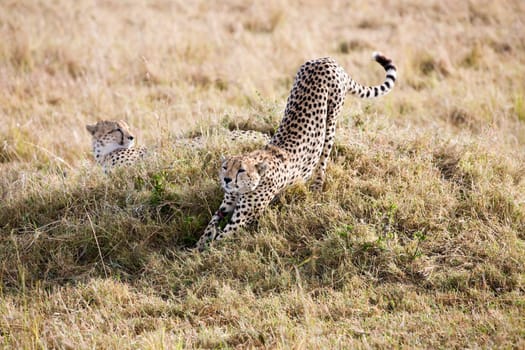 Cheetahs in the Masai Mara reserve in Kenya Africa