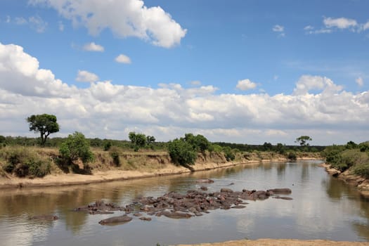 Hippopotamus in the Mara river in the Masai Mara reserve in Kenya Africa