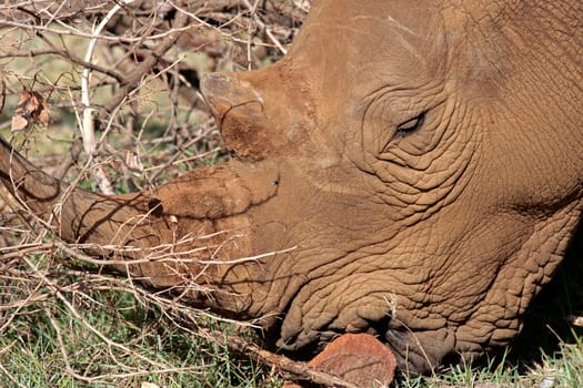 White Rhinoceros portrait in the Masai Mara reserve in Kenya Africa