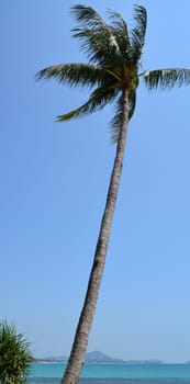 Coconut palm