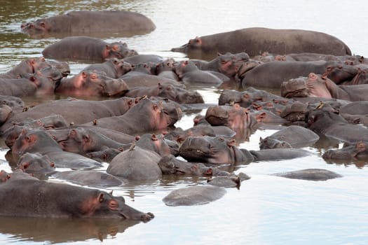 Hippopotamus in the Mara river in the Masai Mara reserve in Kenya Africa
