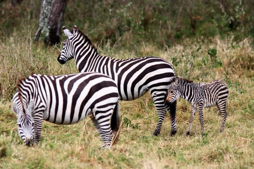 Grevy s zebra in the Masai Mara reserve in Kenya Africa