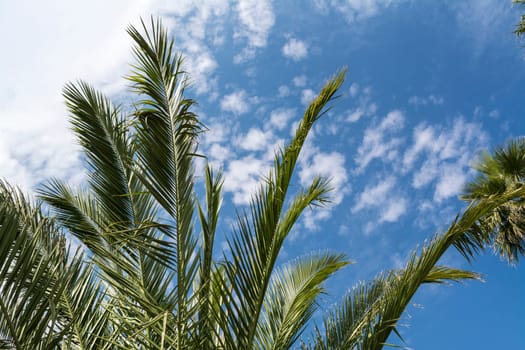 Tropical tree in mexico agains blue and cloudy sky