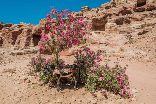 donkey in nabatean petra jordan middle east