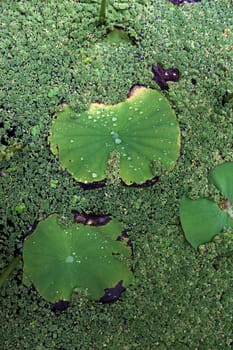 A water lily pool at Wat Chiang Man in Chiang Mai in Chiang Mai Province in northern Thailand in South East Asia.