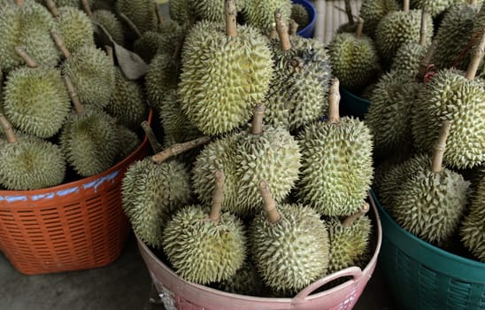 Durian Fruechte at the Day Market in the capital Phuket Town on the island of Phuket in the south of Thailand in South East Asia.