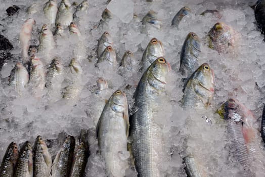 Fresh fish at the Day Market in the capital Phuket Town on the island of Phuket in the south of Thailand in South East Asia.