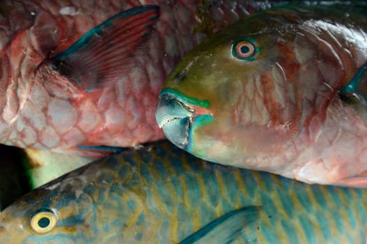 Fresh papagai fish at a seafood restaurant on Rawai Beach on Phuket Island in southern Thailand in South East Asia.