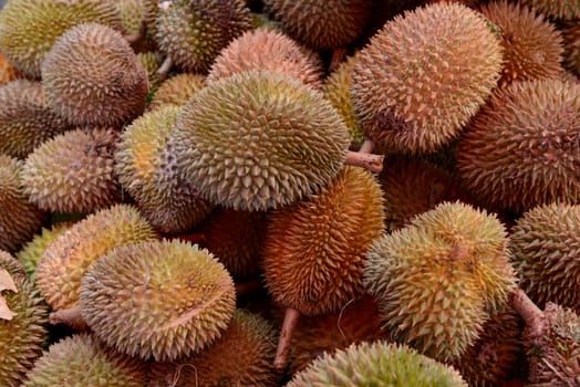 Durian Fruechte at the Day Market in the capital Phuket Town on the island of Phuket in the south of Thailand in South East Asia.