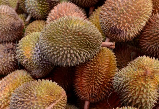 Durian Fruechte at the Day Market in the capital Phuket Town on the island of Phuket in the south of Thailand in South East Asia.