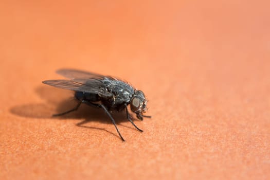 Still fly with reddish background